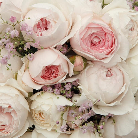 Cluster of pale pink roses with cream petals, small purple flowers, and green foliage