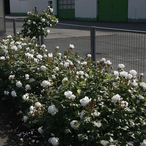 White rose shrub with many blossoms and green leaves filling the frame