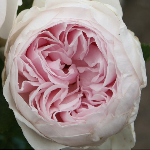 Close-up of a pale pink rose with layered petals and a light center