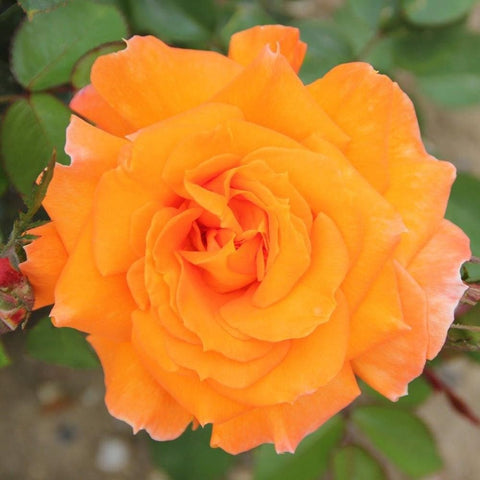 Sparkle orange rose flower with layered petals and green leaves
