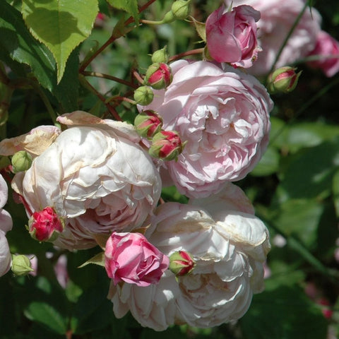 Spectabilis rose cluster of pale pink double blooms with green buds and leaves.