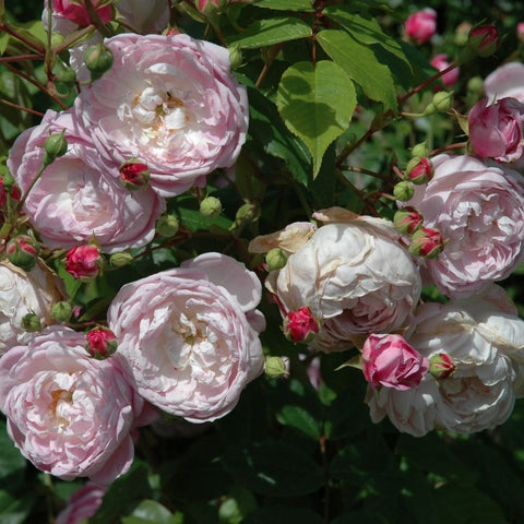 Spectabilis rose bunch with pale pink and cream double flowers and green buds.