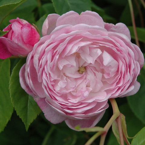 Spectabilis rose single large pale pink double bloom with green leaves.