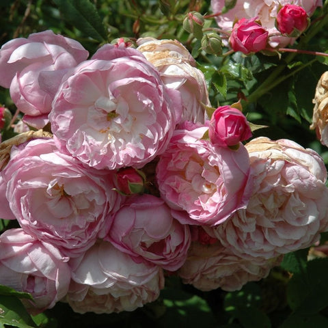 Spectabilis rose cluster of pale pink and cream double flowers with red buds.