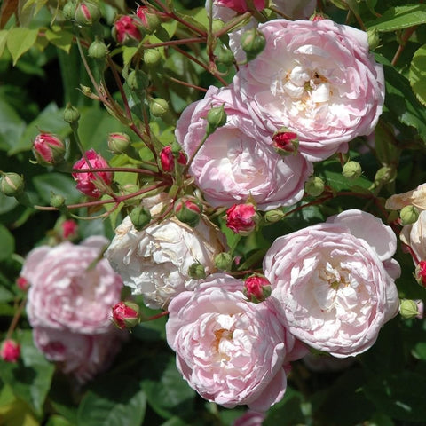 Spectabilis rose group of pale pink double blooms and mixed green and red buds.
