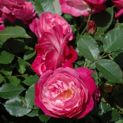 Pink and magenta double rose bloom with layered petals and green leaves