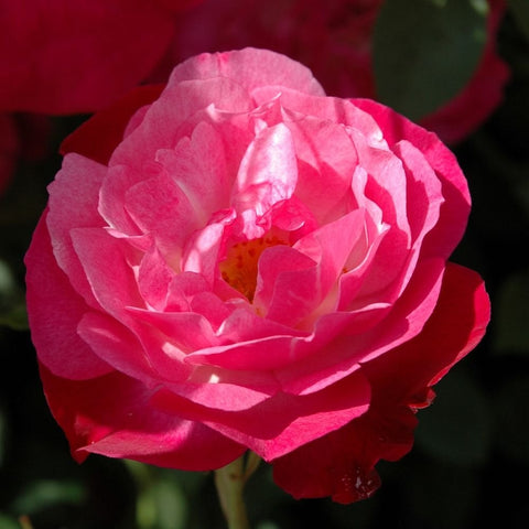 Bright pink double rose flower with layered petals and visible yellow center
