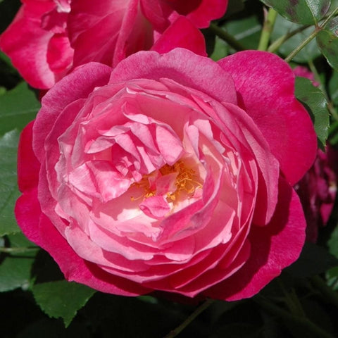 Hot pink double rose bloom with pale pink inner petals and golden stamens