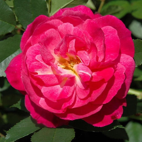 Fuchsia pink double rose flower with ruffled layered petals and green foliage