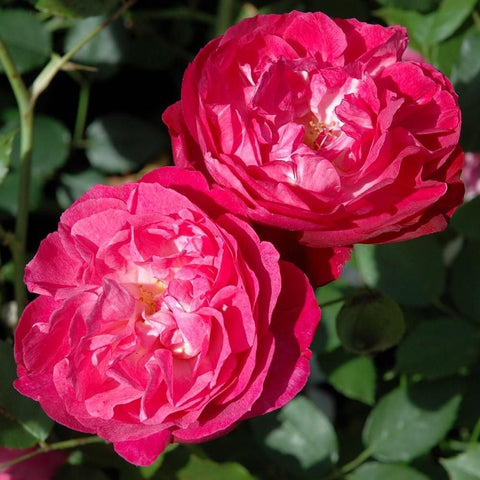 Two bright pink double rose blooms with ruffled petals and green leaves