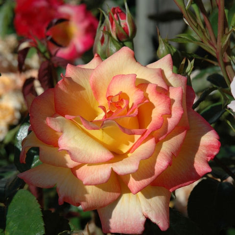 Two-tone rose bloom with peach-yellow center and pink edges, surrounded by green leaves