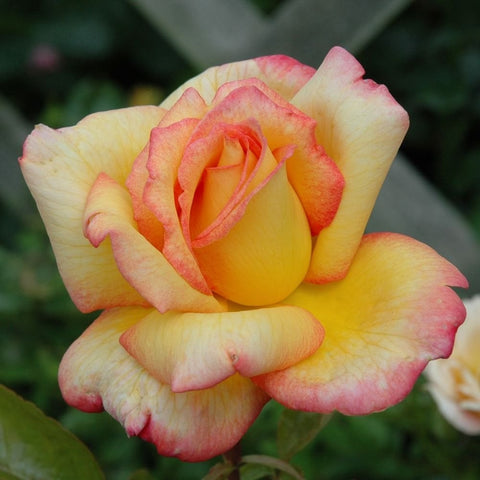 Single rose flower in close-up, creamy yellow petals with warm orange-pink tips