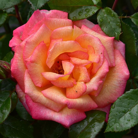 Pink rose bloom with layered petals and orange-yellow center, with green foliage around