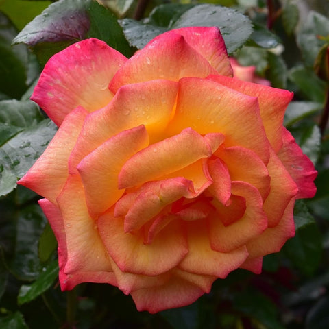 Large rose flower close-up, yellow-orange inner petals fading to vibrant pink outer petals