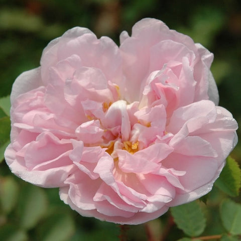 Pink rose flower with layered petals and yellow center