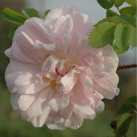 White-pink rose bloom on green stems with surrounding leaves
