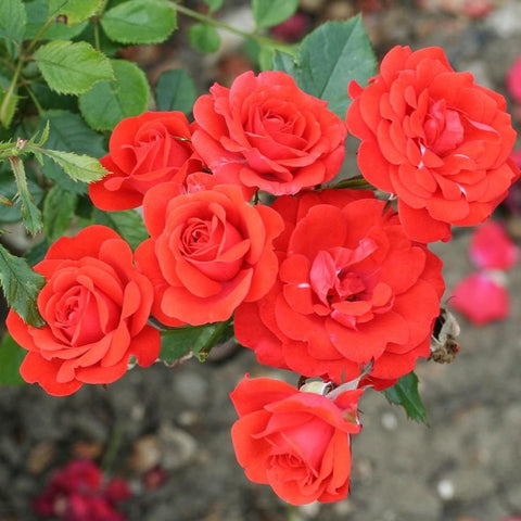 Cluster of coral-red rose flowers with green foliage