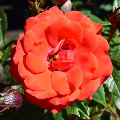 Single coral-orange rose bloom with visible stamens and green leaves