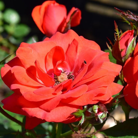 Coral-orange rose bloom with surrounding buds and green leaves