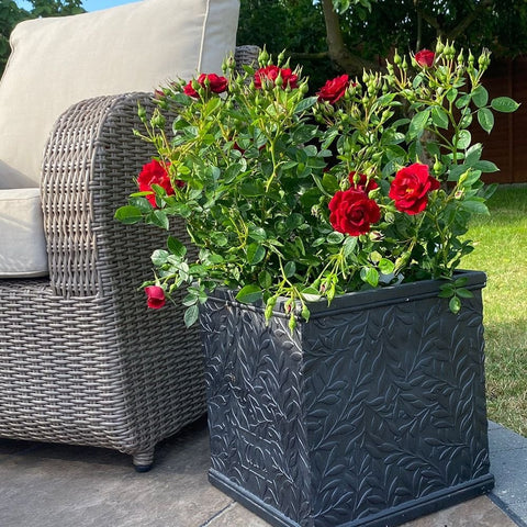 Potted rose plant with red blooms in dark textured planter