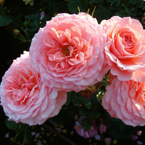 Pink rose plant with five layered blooms and buds on green stems