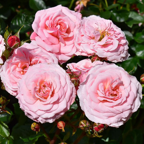 Pink rose plant showing four large full blooms surrounded by buds