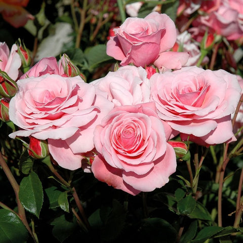 Pink rose plant with five blossoms, including a central spiral bloom and green leaves
