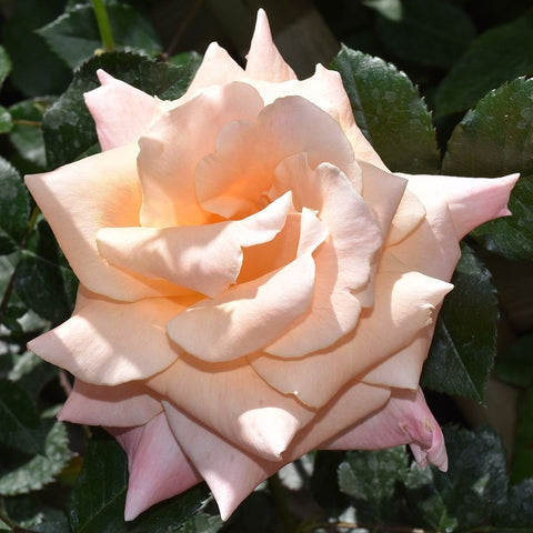 Peach-pink double rose bloom with layered petals and dark green leaves