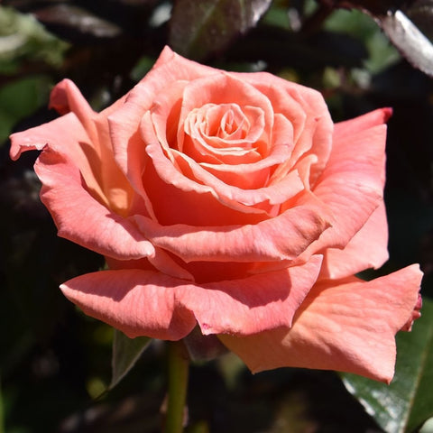 Coral pink rose bloom with layered petals and glossy green foliage