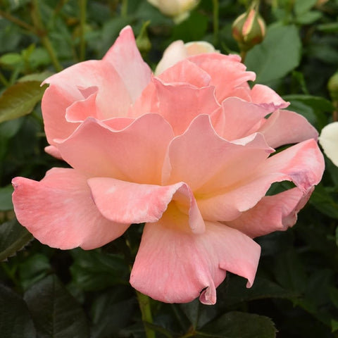 Soft pink rose bloom with ruffled petals and surrounding green leaves