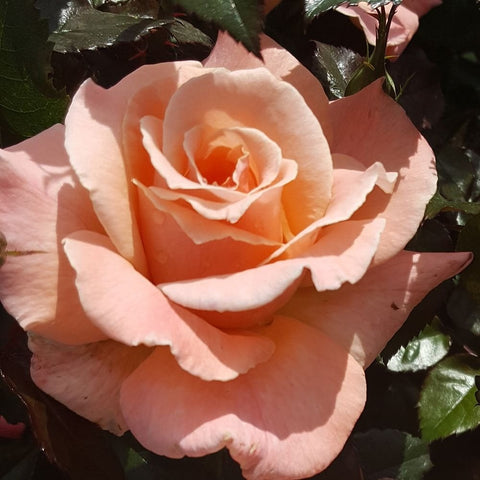 Pale peach rose bloom with thick layered petals and glossy green leaves