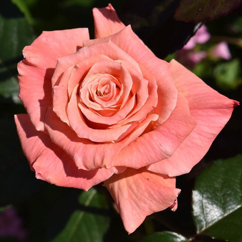 Bright pink rose bloom with tightly layered petals and green leaves behind