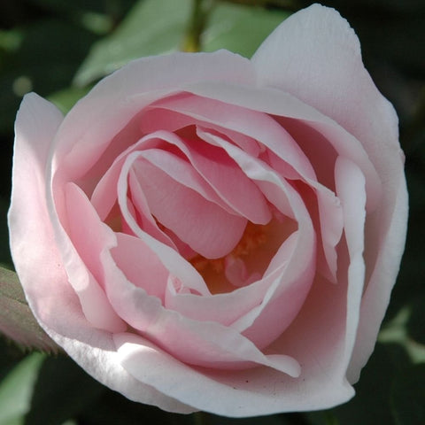 Souvenir de St. Annes rose with pale pink and white layered petals