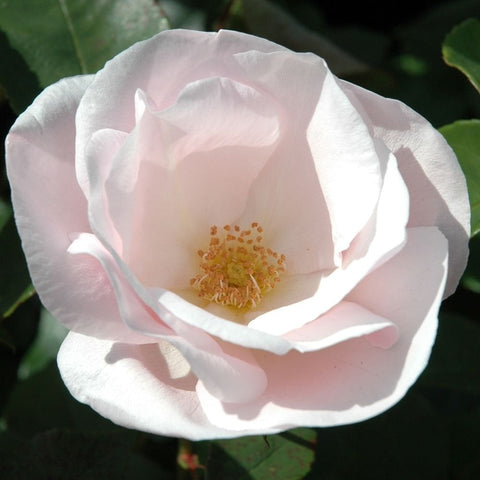 Souvenir de St. Annes rose flower with white petals and light pink blush edges