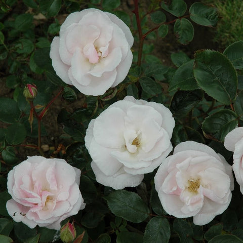 Souvenir de St. Annes rose cluster with white blooms and pale pink center accents
