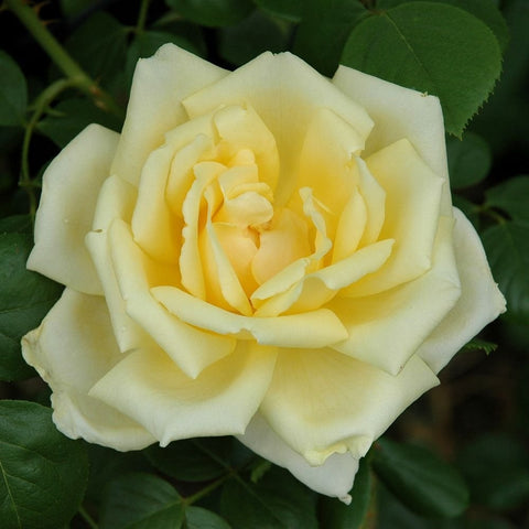 Creamy pale yellow rose blossom with layered petals and green leaves