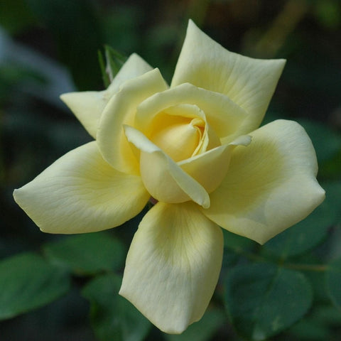 Pale yellow rose flower with open petals and green leaves
