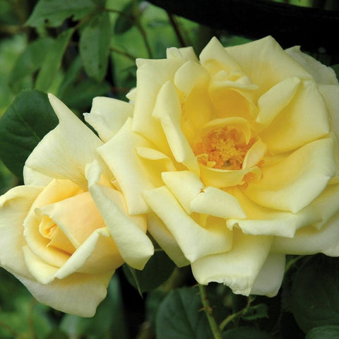 Two pale yellow rose blossoms with ruffled petals and green foliage