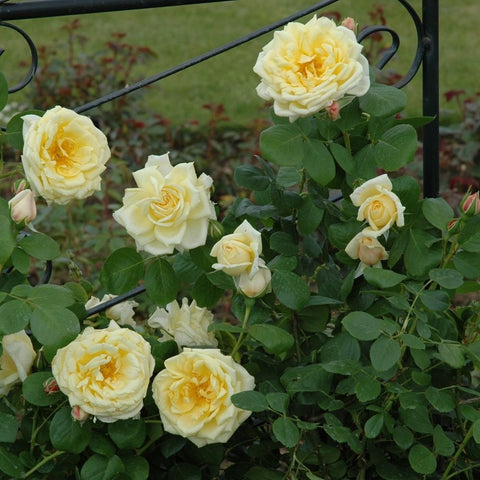 Cluster of pale yellow roses on green stems with serrated leaves