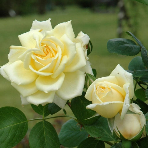 Creamy pale yellow rose blossom with bud and green leaves on stem