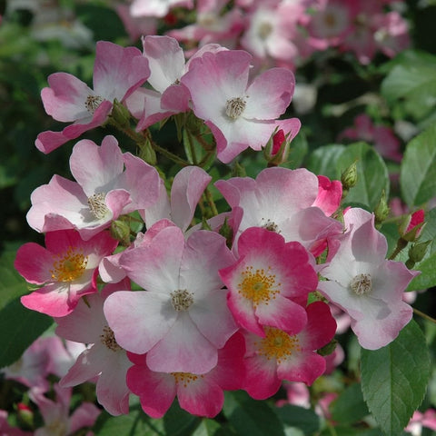 Pink and white five-petal flower cluster with yellow centers and green buds