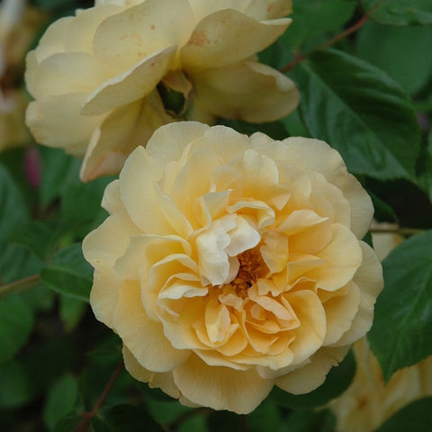 Cream double rose bloom close-up with green leaves and stems
