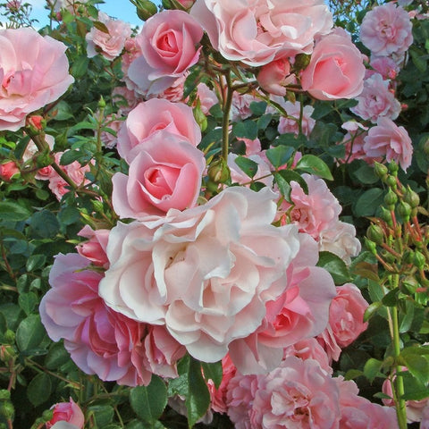 Pink rose blooms with ruffled petals and green leaves in close-up