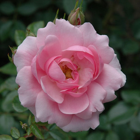 Single pink rose flower with layered ruffled petals and green leaves