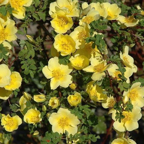 Cluster of canary-yellow rose blossoms with dense green leaves
