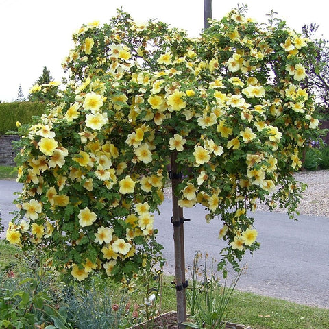 Canary-yellow rose shrub tree with abundant pale yellow blossoms