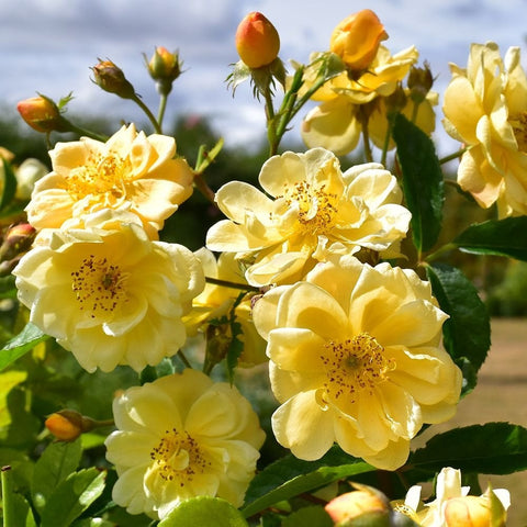 Yellow rose plant with multiple double blooms and green leaves