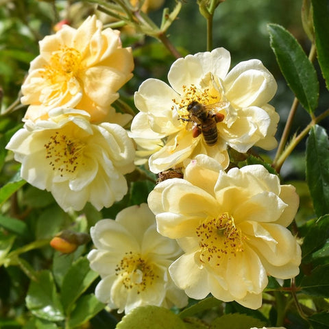 Cream-yellow rose blooms with a bee on one flower; green leaves and buds