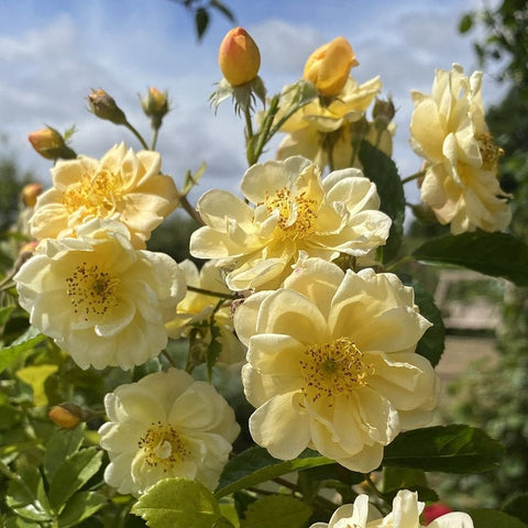 Yellow rose plant with open blooms, green foliage, and round buds