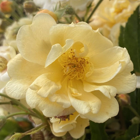 Close-up of pale yellow double rose flower with visible stamens and petals